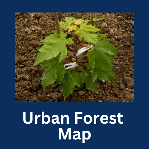 Tree Replacement Program